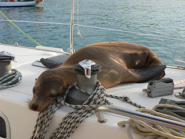25- Affalee sur les cordages 